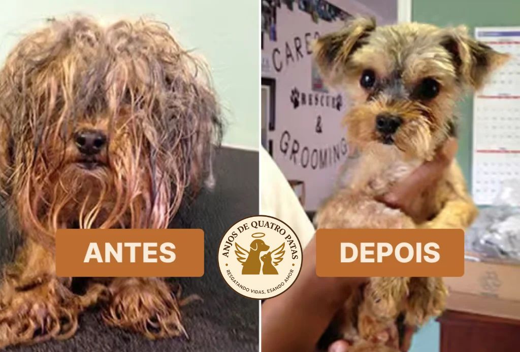 Antes e depois de animal reabilitado, história 7