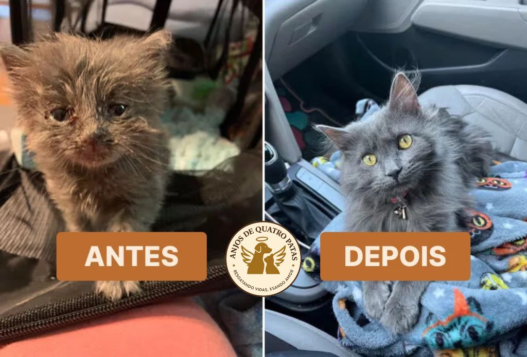 Antes e depois de animal reabilitado, história 4