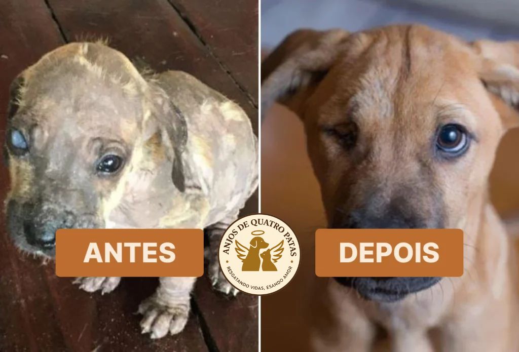 Antes e depois de animal reabilitado, história 5