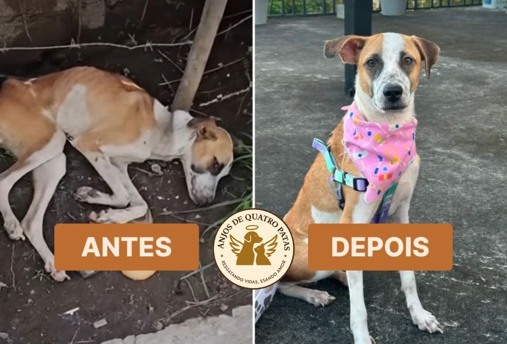 Antes e depois de animal reabilitado, história 1