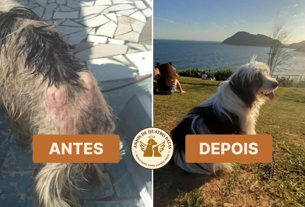 Antes e depois de animal reabilitado, história 6